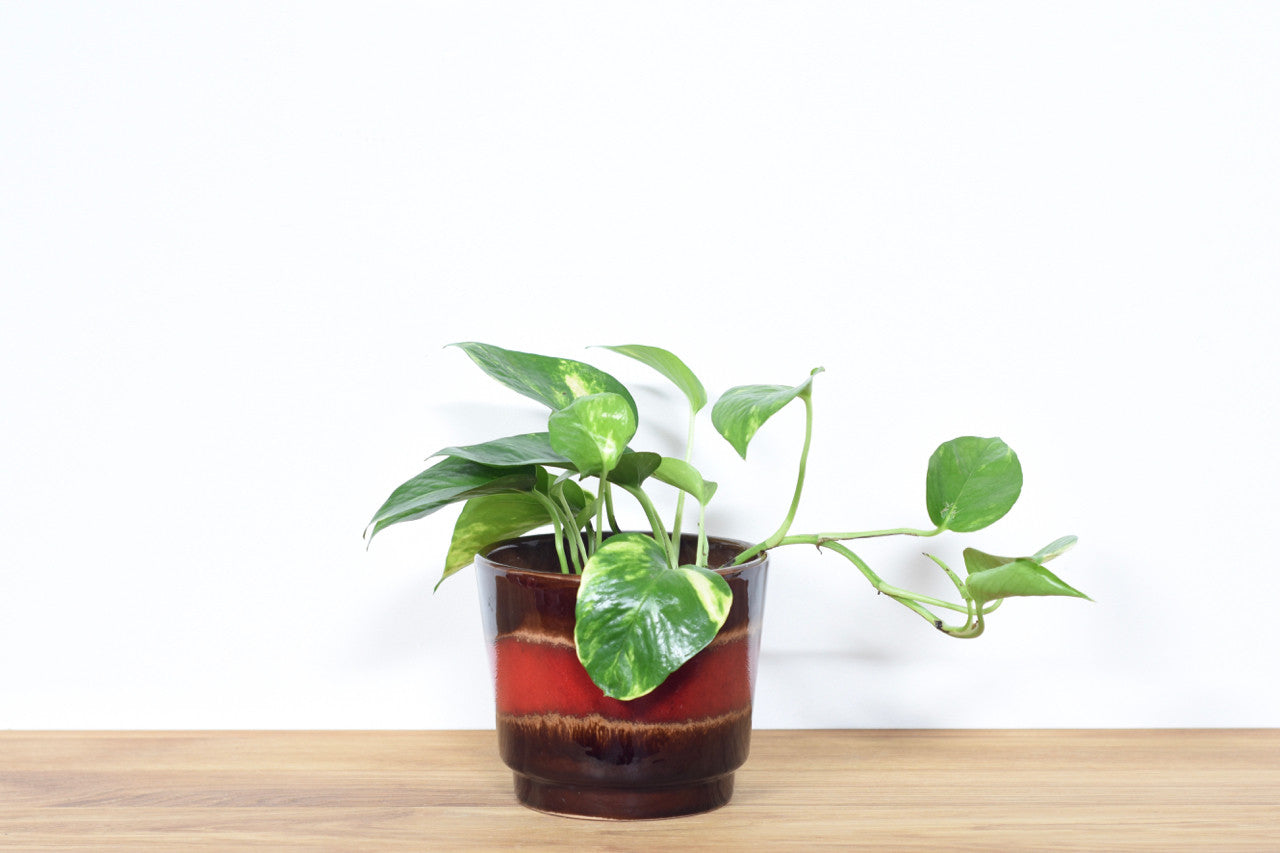 Ceramic flower pot by Scheurich with red band