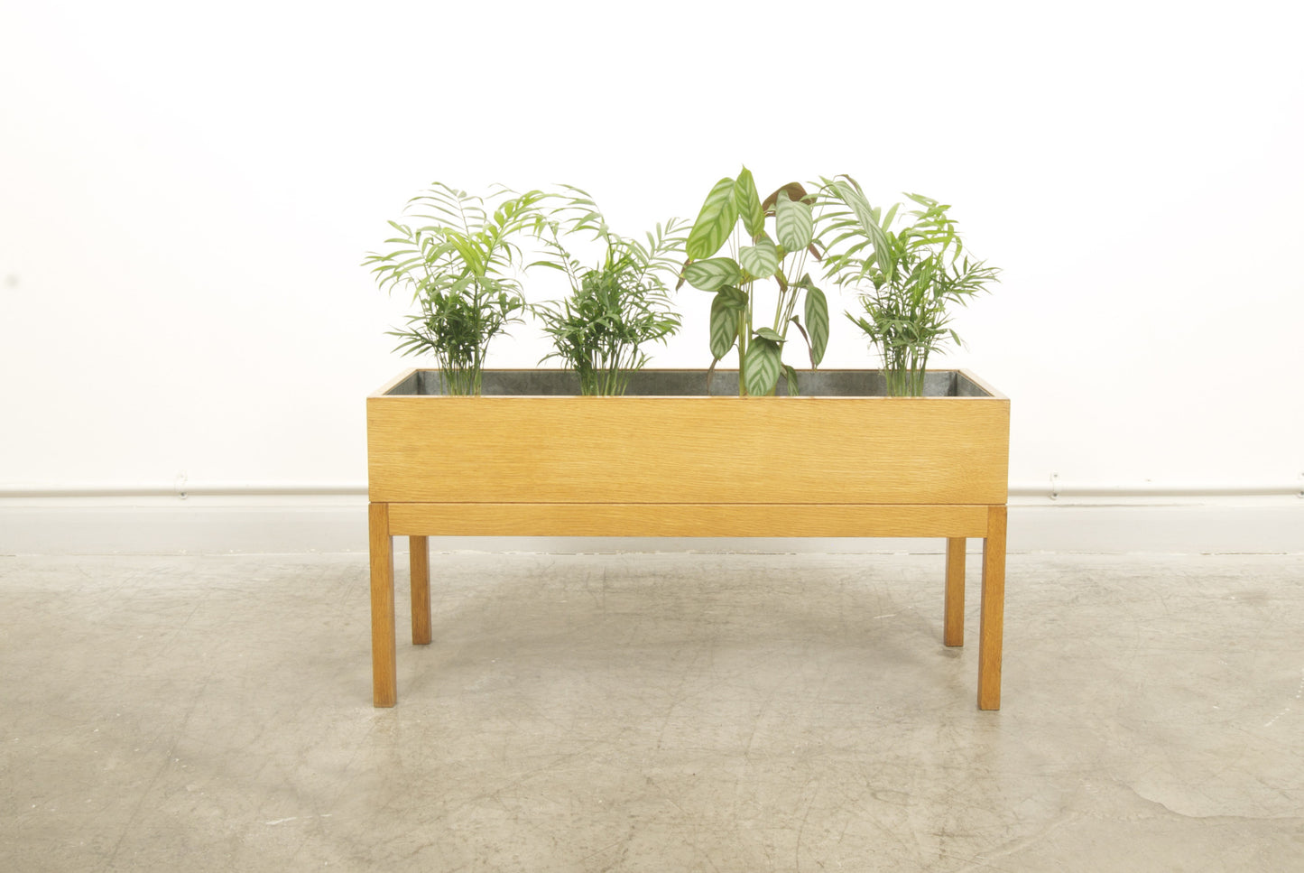 Oak planter