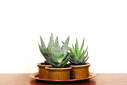 Set of three mini planters