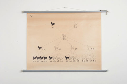 Biological Educational Chart