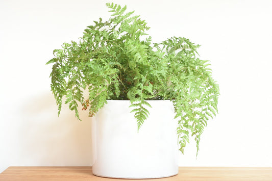 Large white West German plant pot