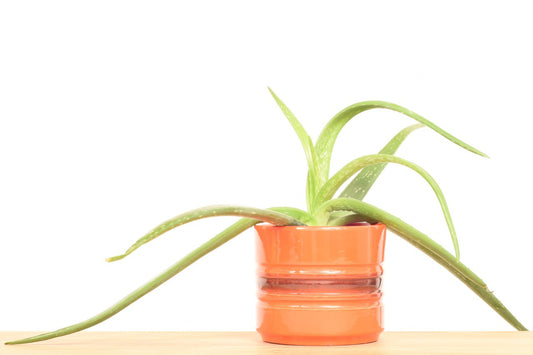 Red ceramic plant pot