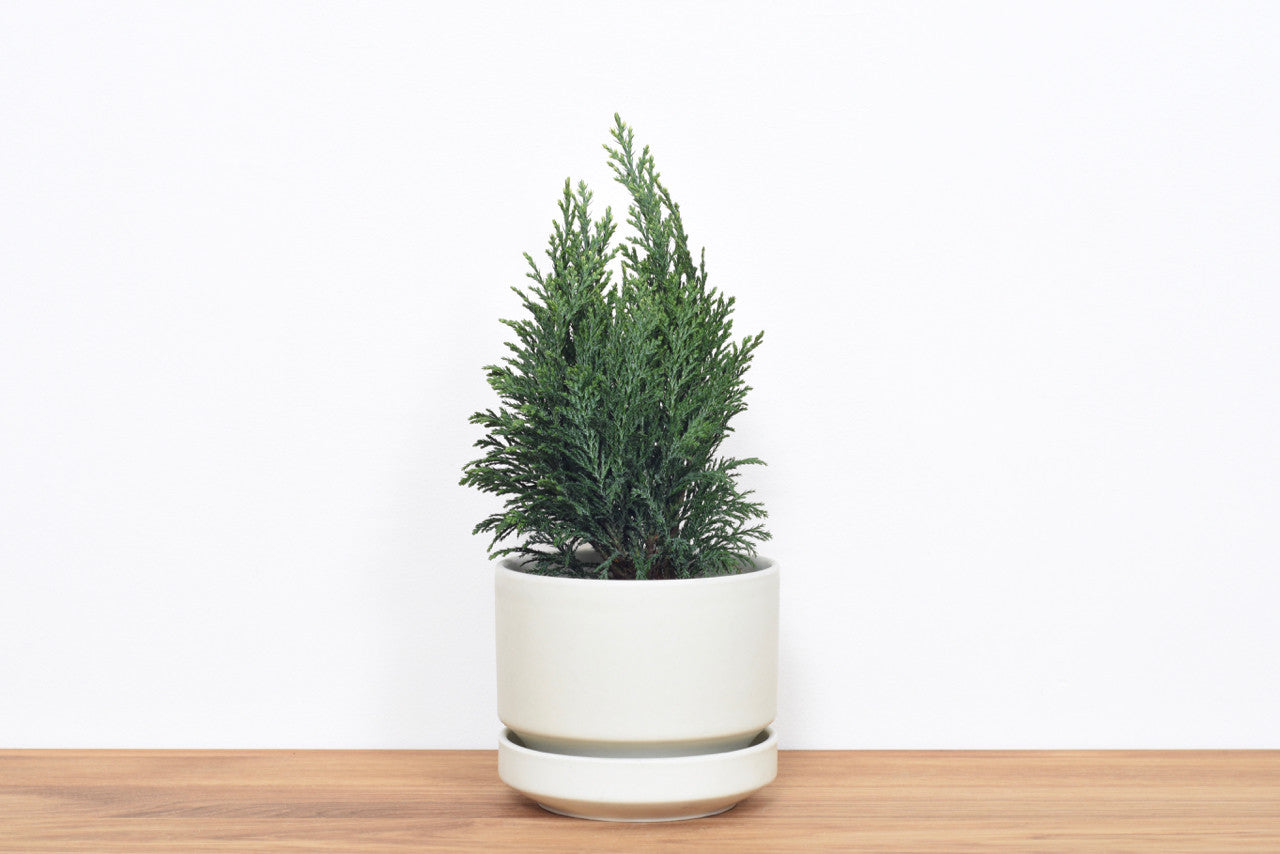 Plant pot by Arabia